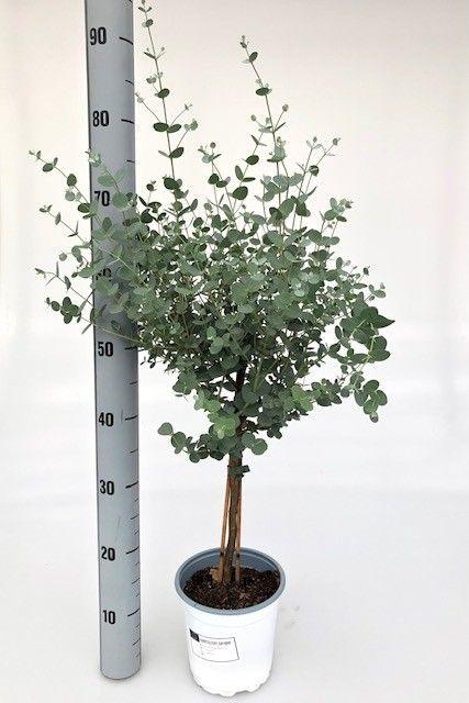 Горшечные цветы и растения оптом Eucalyptus Gunnii On Stem от 6шт из Голландии с доставкой по России