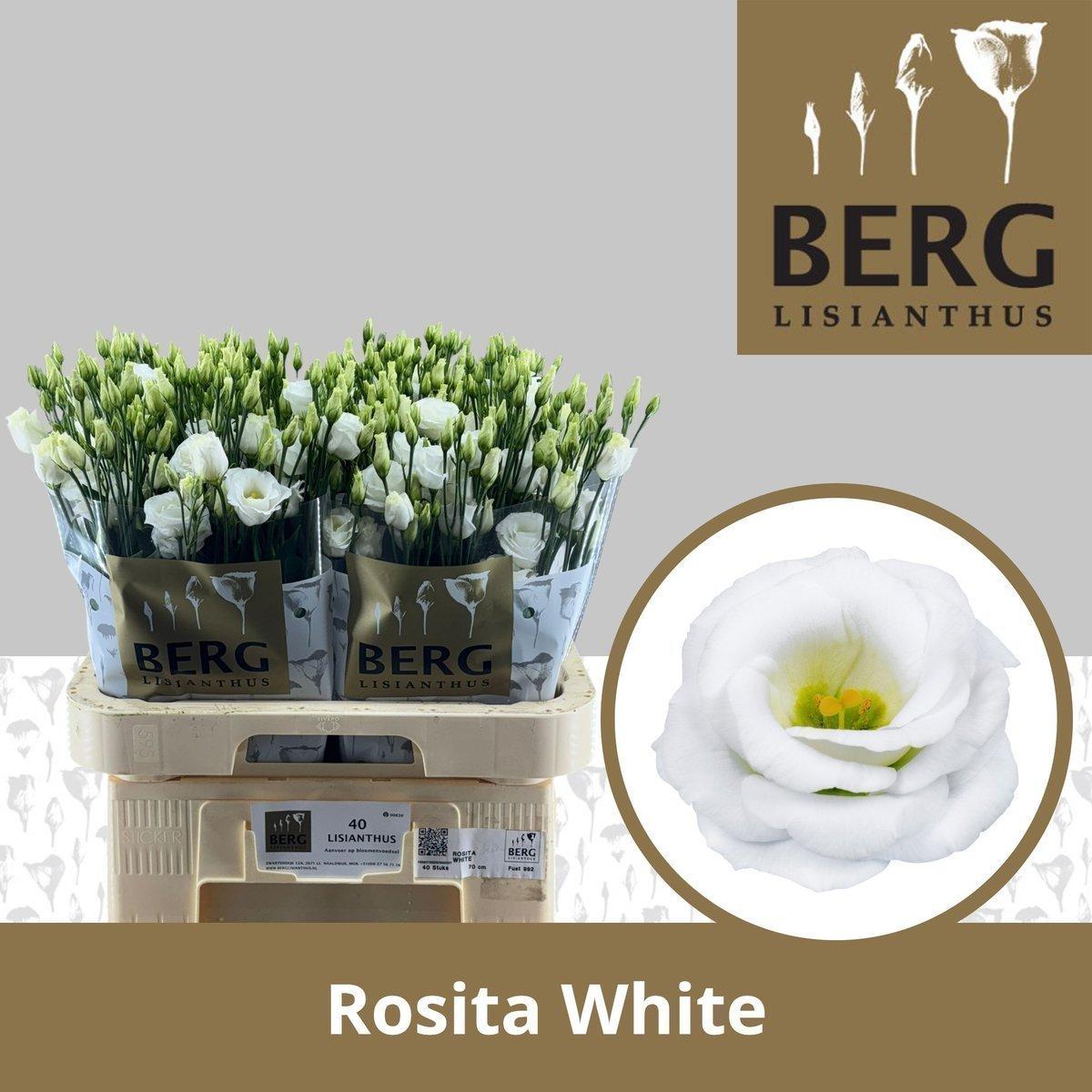 Срезанные цветы оптом Lisianthus do rosita white от 40шт. из Голландии с доставкой по России