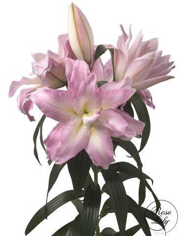 Срезанные цветы оптом Lilium or dbl roselily (our choice) light pink от 20шт из Голландии с доставкой по России