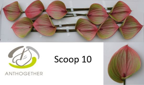Срезанные цветы оптом Anthurium scoop от 10шт из Голландии с доставкой по России