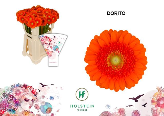 Срезанные цветы оптом Germini dorito от 80шт из Голландии с доставкой по России