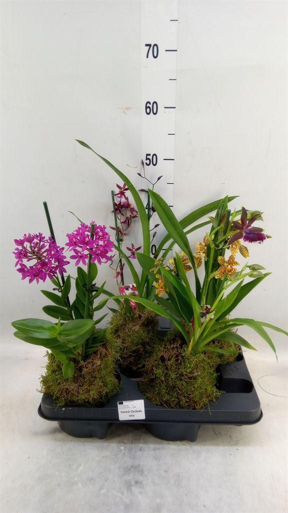 Горшечные цветы и растения оптом Orchideeen   ... от 4шт из Голландии с доставкой по России