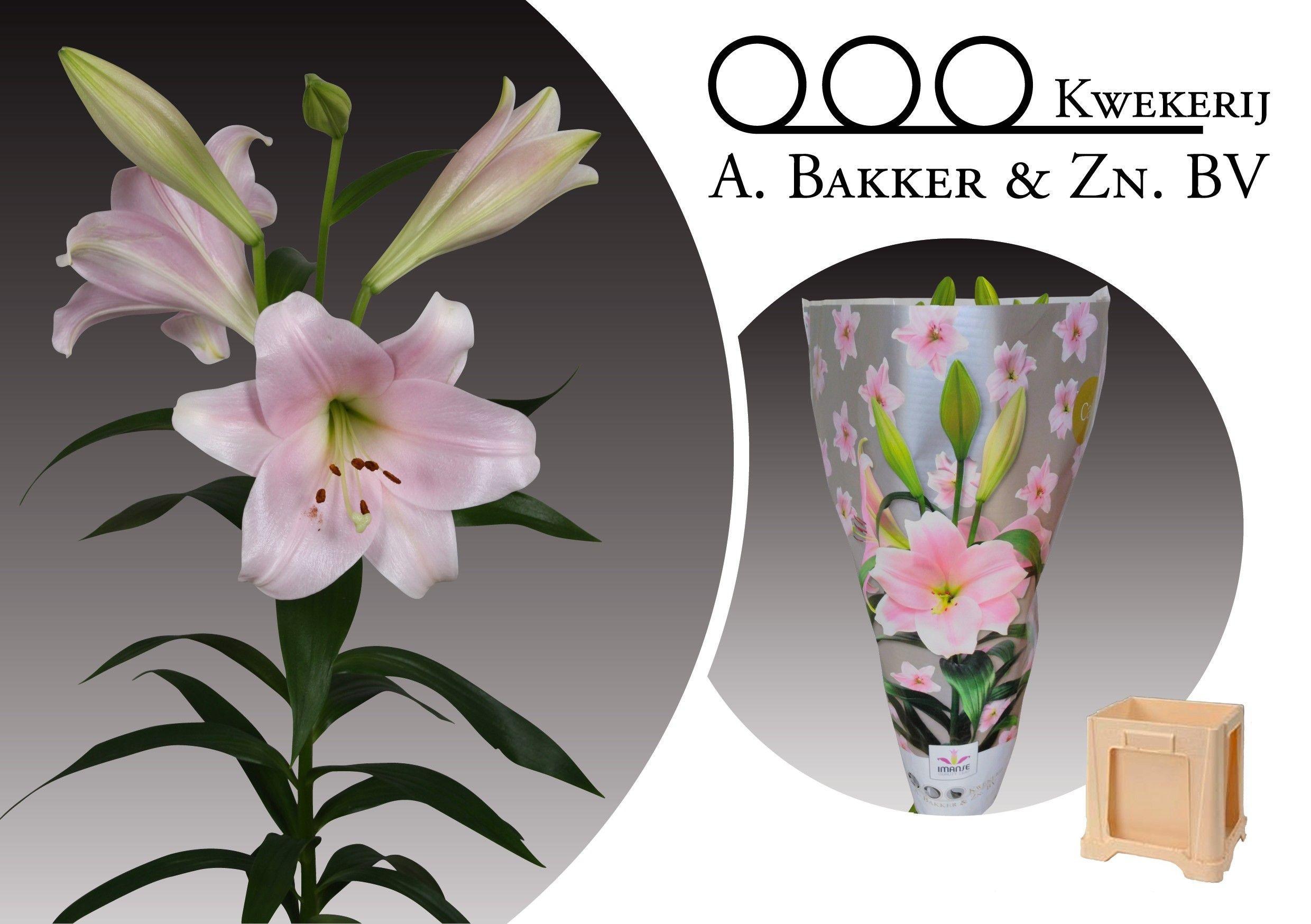 Срезанные цветы оптом Lilium lo cali от 40шт из Голландии с доставкой по России