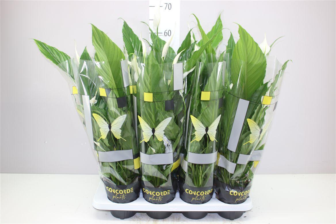 Горшечные цветы и растения оптом Spathiphyllum Sweet Chico от 8шт из Голландии с доставкой по России