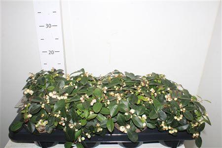 Горшечные цветы и растения оптом Gaulth Procumbens White от 8шт из Голландии с доставкой по России