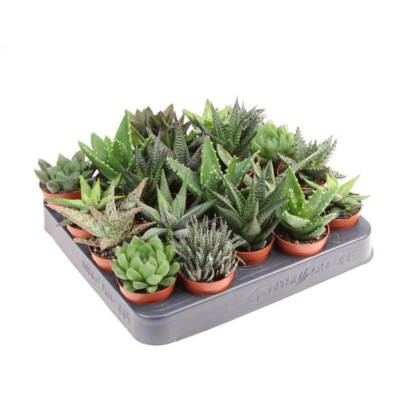 Горшечные цветы и растения оптом Aloe Haworthia Mix от 20шт (для телеги) из Голландии с доставкой по России