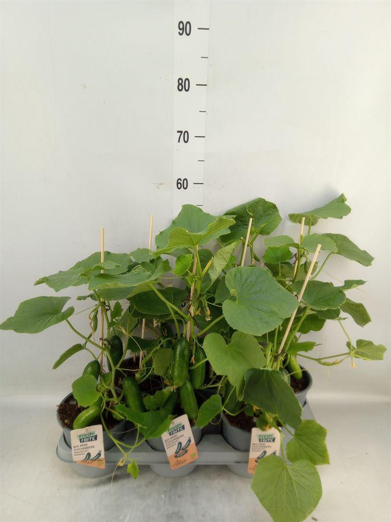 Горшечные цветы и растения оптом Cucumis Sativus   ... от 6шт из Голландии с доставкой по России