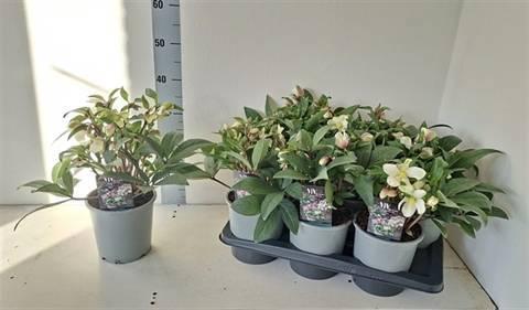 Горшечные цветы и растения оптом Hell Viv Valeria от 6шт из Голландии с доставкой по России