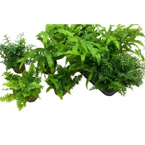 Горшечные цветы и растения оптом Varens Gem от 18шт (для телеги) из Голландии с доставкой по России