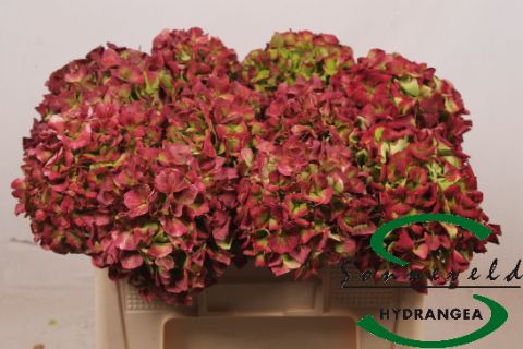 Срезанные цветы оптом Hydrangea verena classic от 10шт из Голландии с доставкой по России