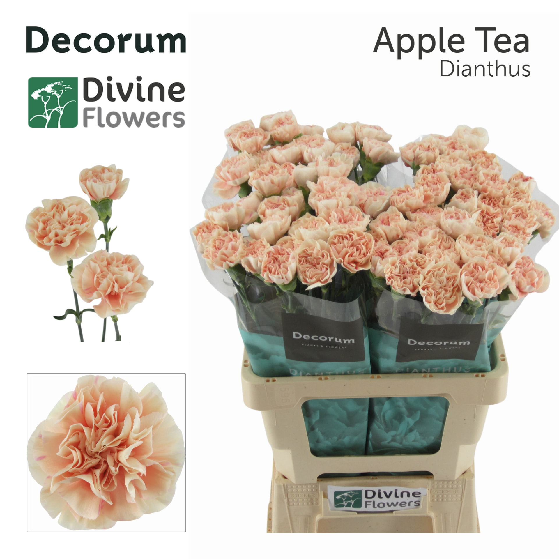 Срезанные цветы оптом Dianthus st apple tea от 80шт.. из Голландии с доставкой по России