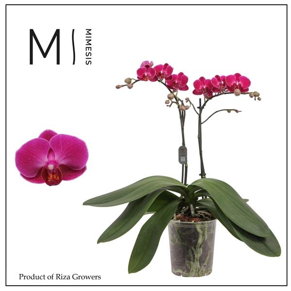 Горшечные цветы и растения оптом Phal 2st Morelia 22+ от 10шт из Голландии с доставкой по России