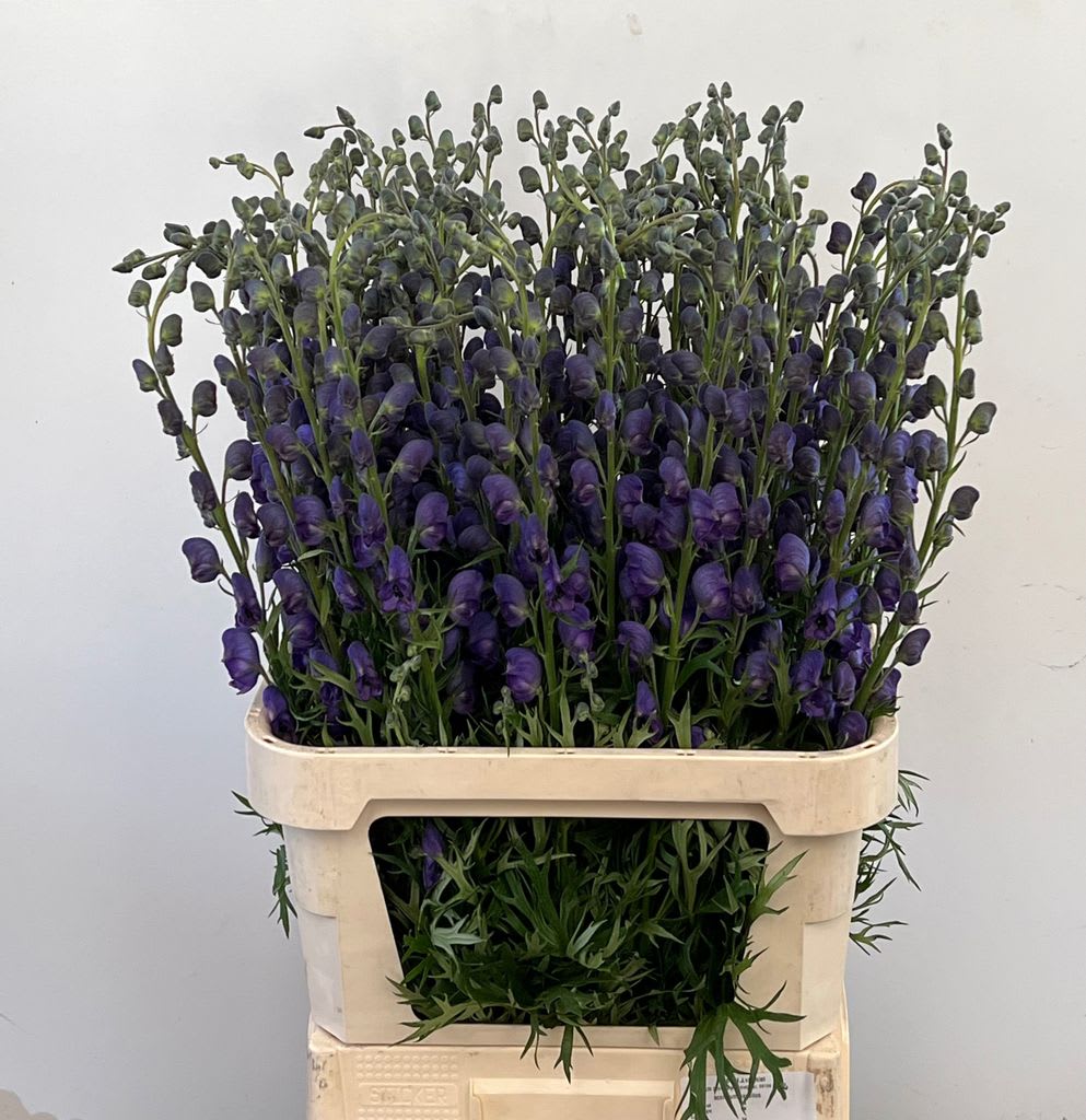 Срезанные цветы оптом Aconitum napellus от 60шт. из Голландии с доставкой по России Срезанные цветы оптом Aconitum napellus от 60шт. из Голландии с доставкой по России