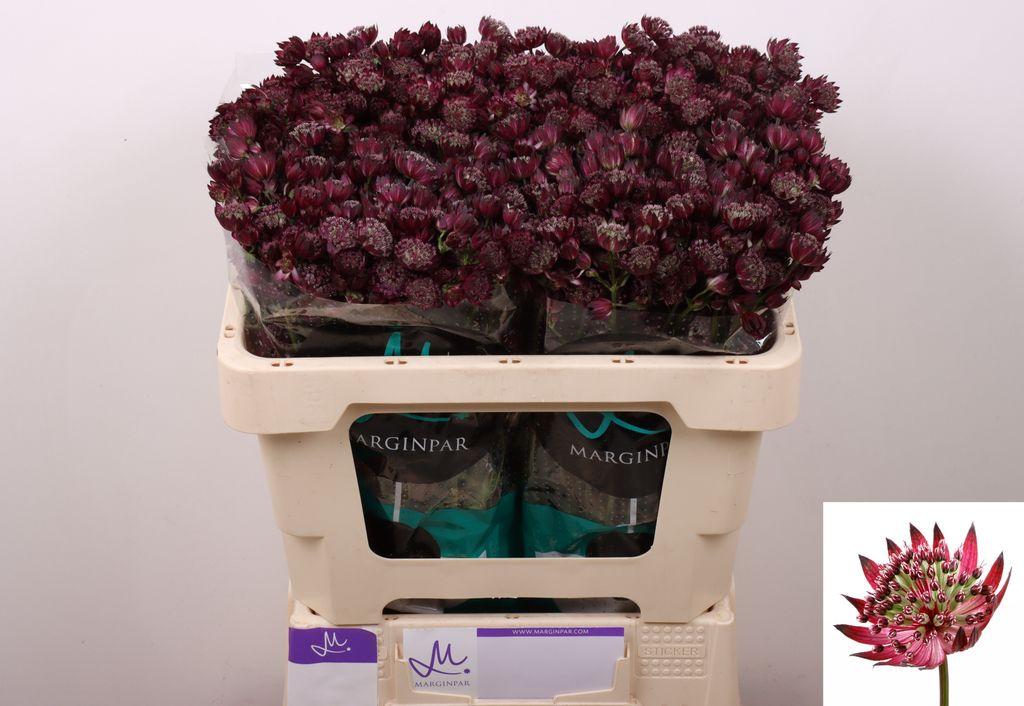 Срезанные цветы оптом Astrantia star of love от 100шт из Голландии с доставкой по России