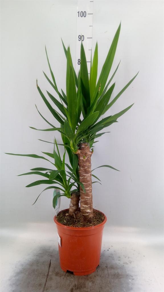 Горшечные цветы и растения оптом Yucca   ... от 1шт' из Голландии с доставкой по России
