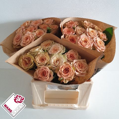 Срезанные цветы оптом Rosa large cappuccino от 40шт. из Голландии с доставкой по России