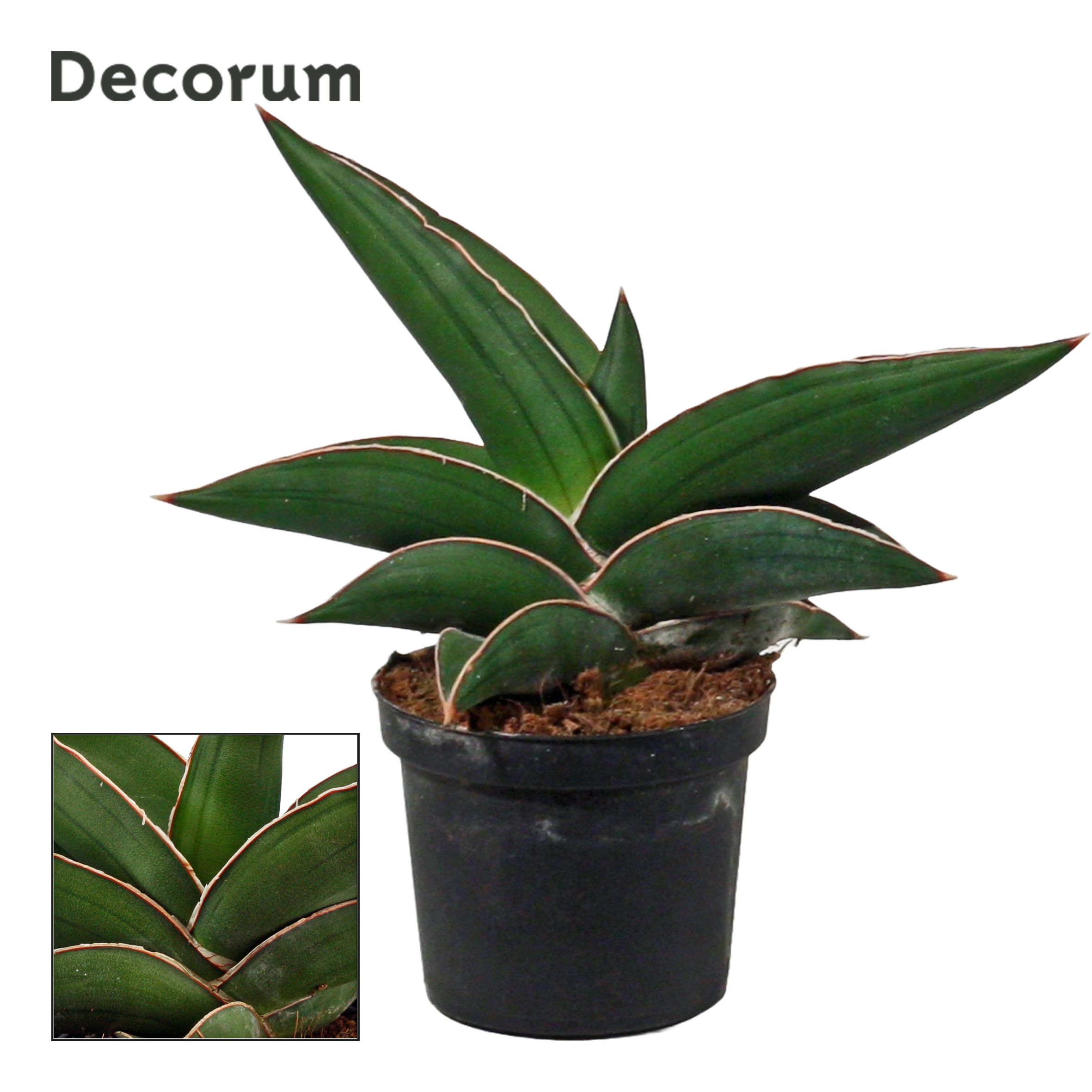 Горшечные цветы и растения оптом Sansevieria Samurai (decorum) от 12шт (для телеги) из Голландии с доставкой по России