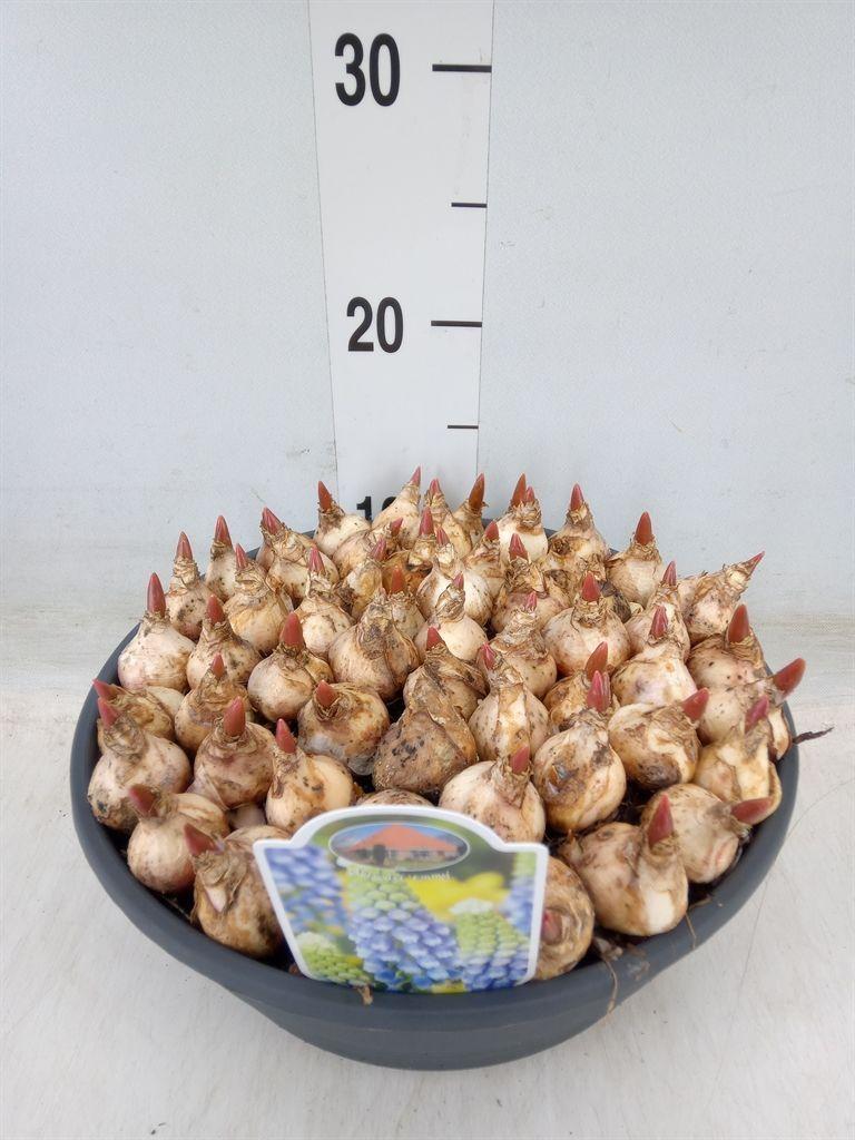 Горшечные цветы и растения оптом Muscari   ... от 1шт из Голландии с доставкой по России