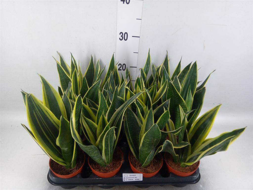 Горшечные цветы и растения оптом Sansevieria Trifa.   ... от 12шт (для телеги) из Голландии с доставкой по России