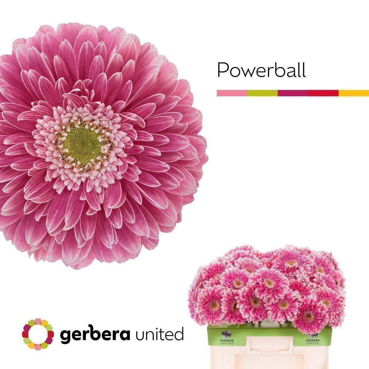 Срезанные цветы оптом Gerbera gerponi power ball A от 40шт из Голландии с доставкой по России