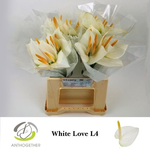 Срезанные цветы оптом Anthurium love white от 40шт из Голландии с доставкой по России