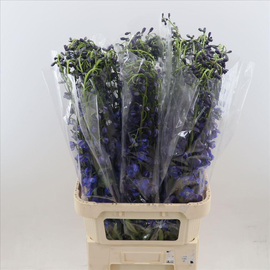 Срезанные цветы оптом Delphinium si sea waltz от 60шт из Голландии с доставкой по России