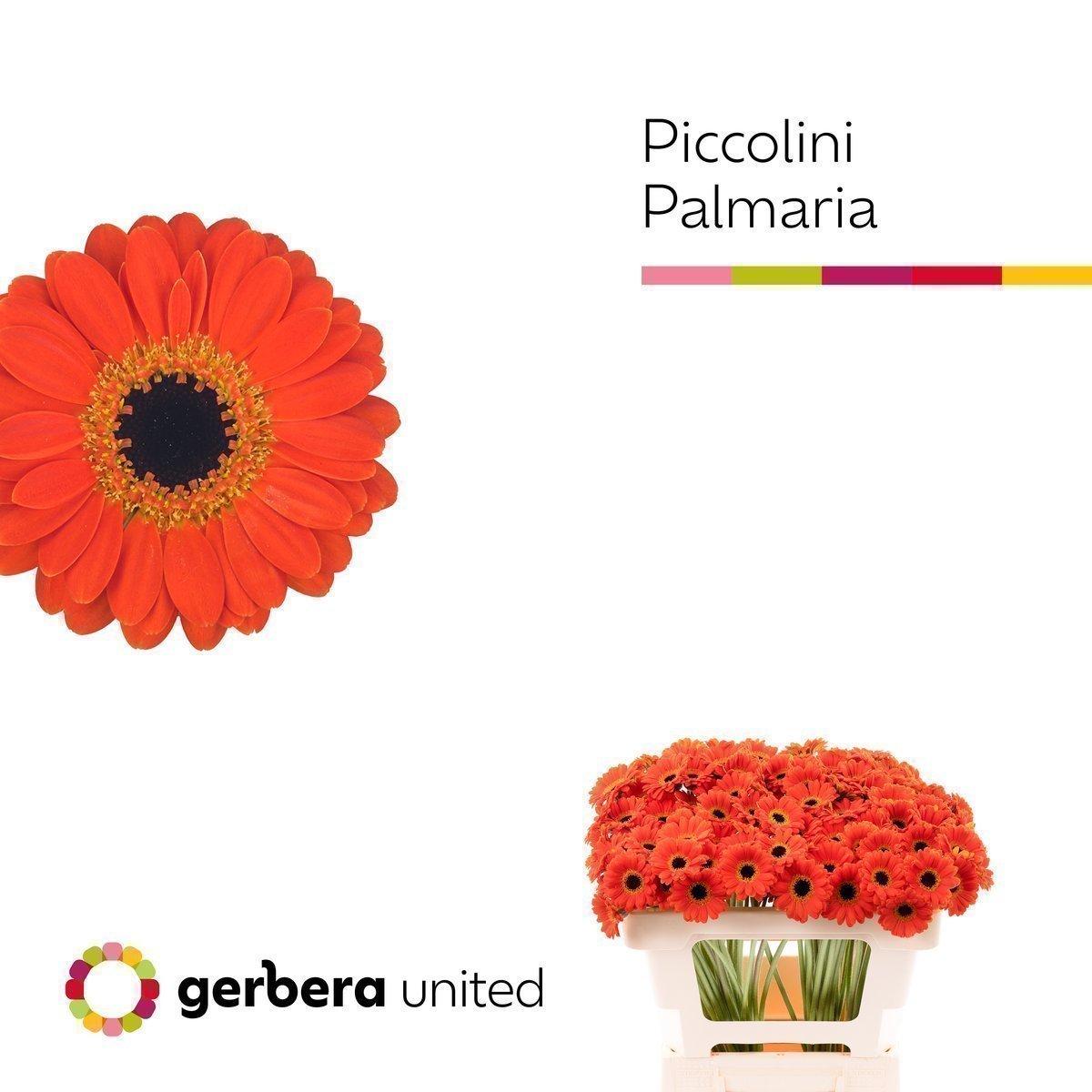 Срезанные цветы оптом Germini piccolini palmaria от 120шт из Голландии с доставкой по России