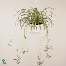 Горшечные цветы и растения оптом Chlorophytum Co Variegatum от 6шт из Голландии с доставкой по России