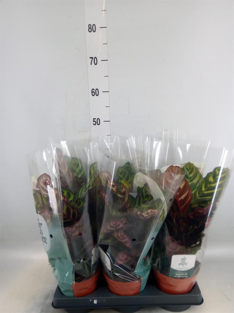 Горшечные цветы и растения оптом Calathea Makoyana от 6шт из Голландии с доставкой по России