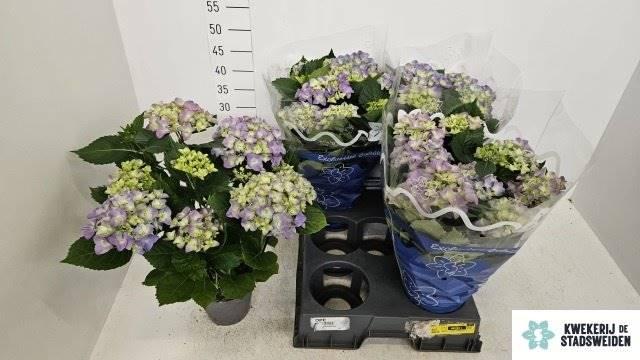 Горшечные цветы и растения оптом Hydrangea Early Blue 9+ от 4шт из Голландии с доставкой по России