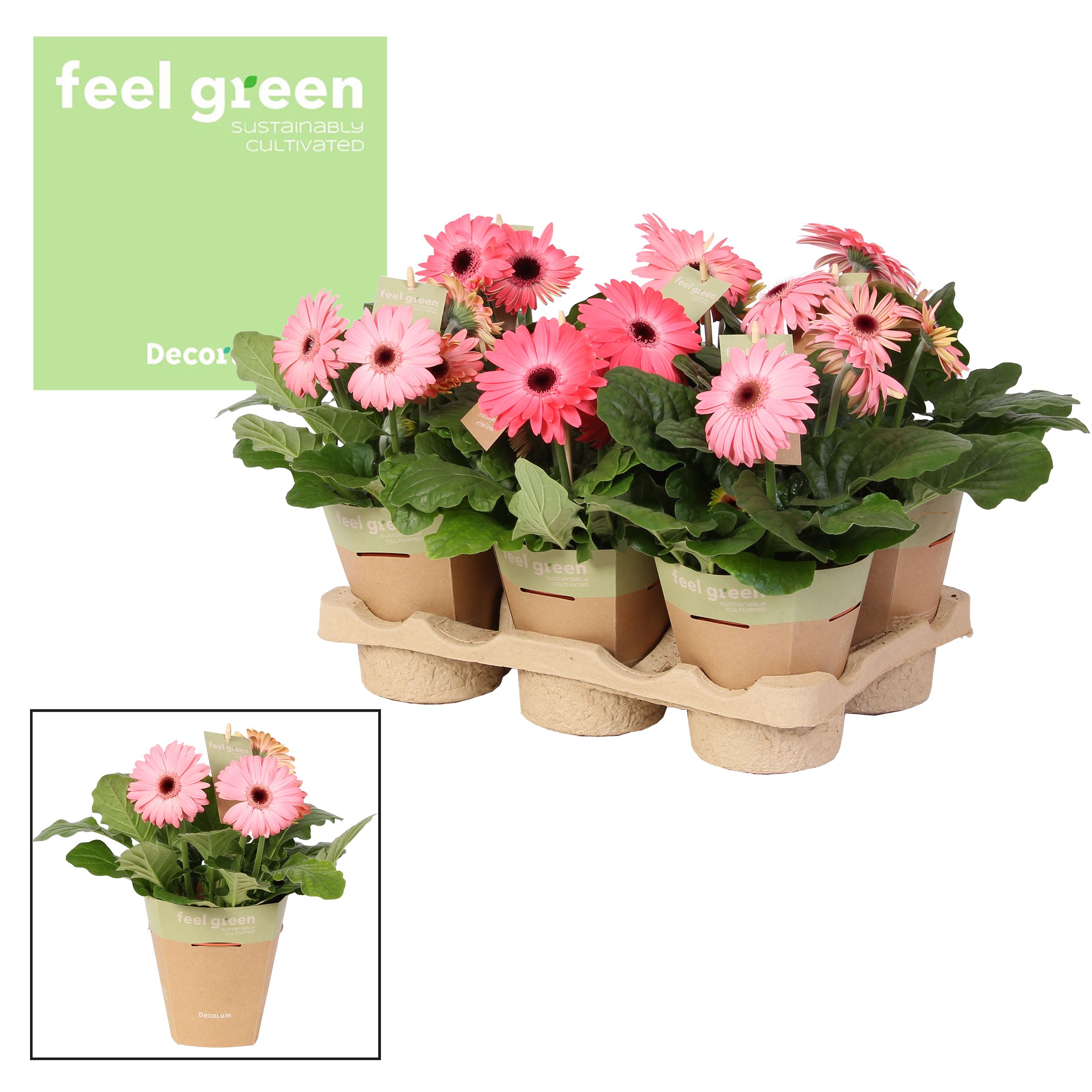Горшечные цветы и растения оптом Gerbera Pink 2+ Feel Green (decorum) от 6шт (для телеги) из Голландии с доставкой по России