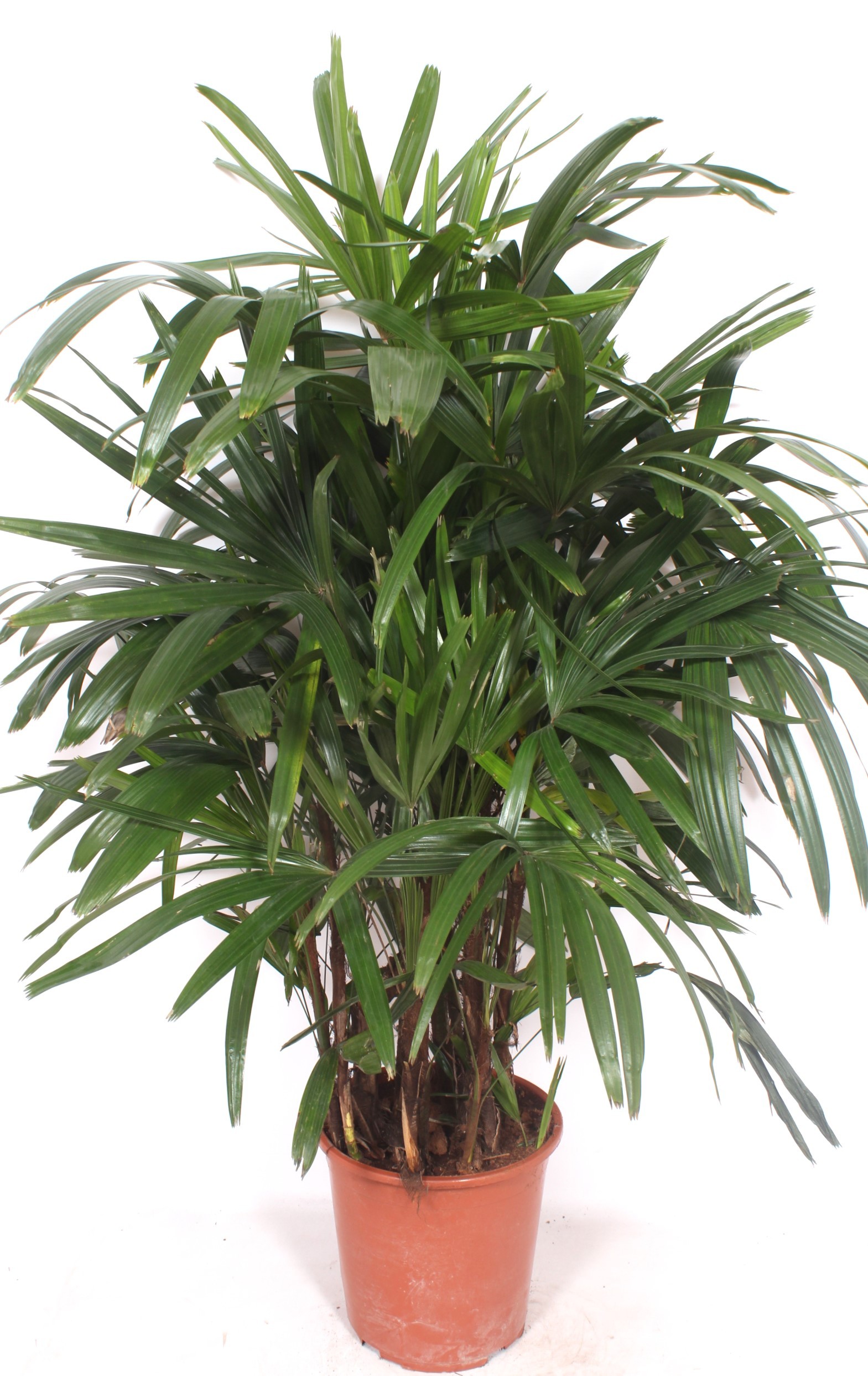 Горшечные цветы и растения оптом Rhapis Excelsa от 1шт из Голландии с доставкой по России