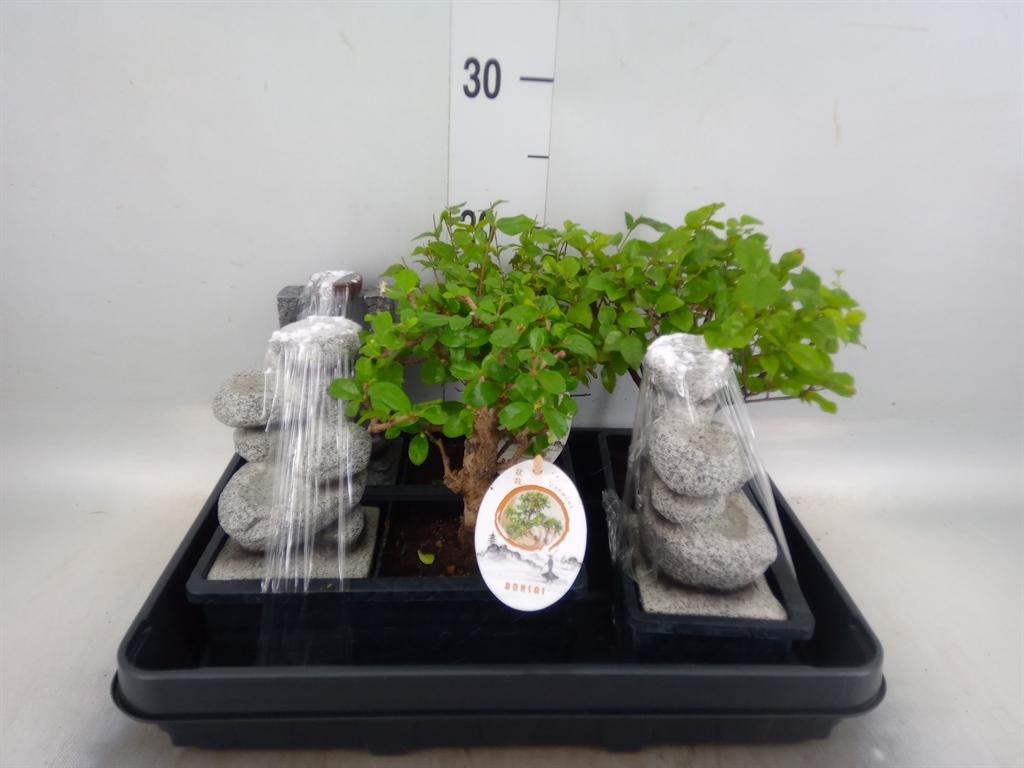 Горшечные цветы и растения оптом Bonsai   ...mix от 3шт из Голландии с доставкой по России
