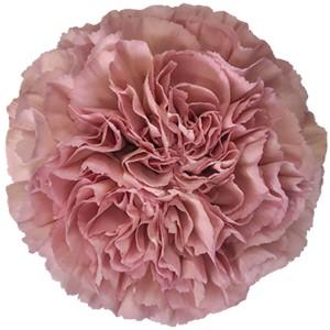 Срезанные цветы оптом Dianthus st lege от 80шт из Голландии с доставкой по России