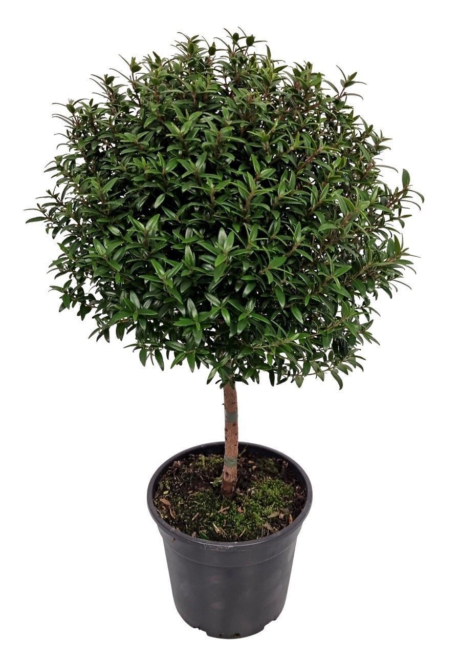 Горшечные цветы и растения оптом Myrtus Com от 6шт из Голландии с доставкой по России