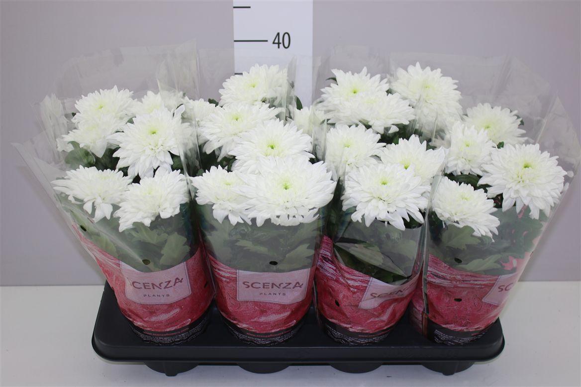 Горшечные цветы и растения оптом Chrysanth Zembla Wit от 8шт из Голландии с доставкой по России