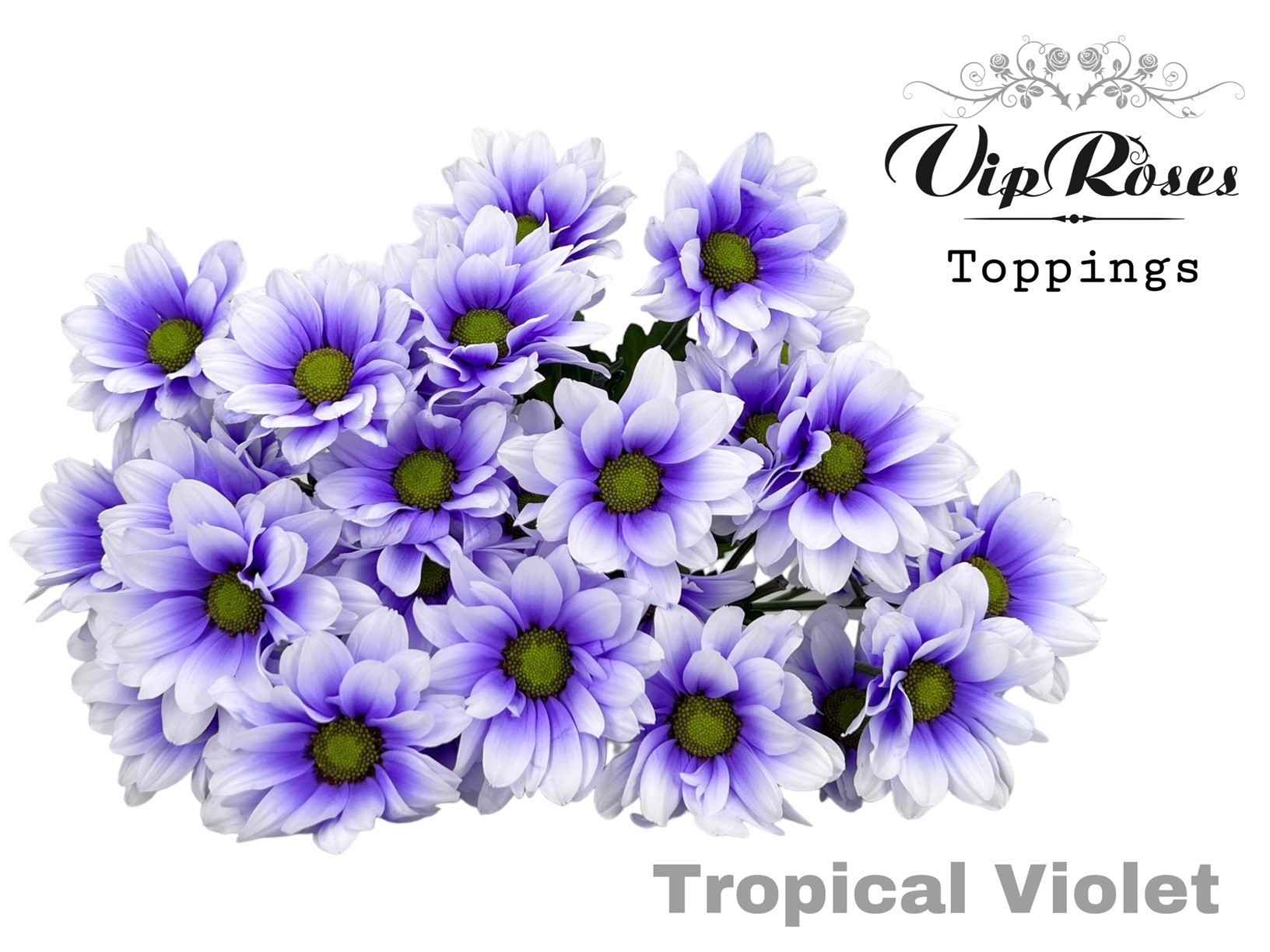 Срезанные цветы оптом Chrys sp paint tropical violet от 15шт из Голландии с доставкой по России