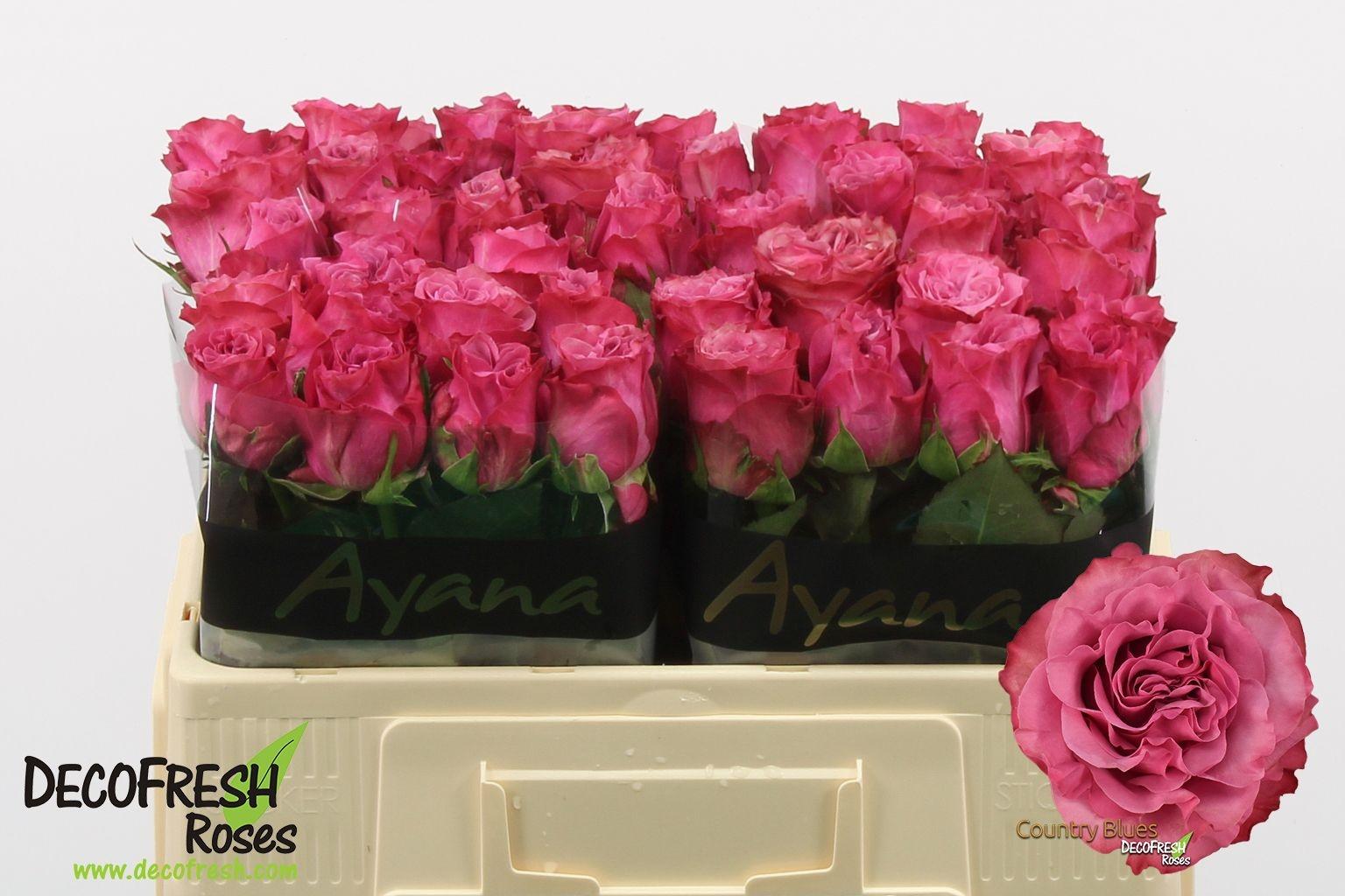 Срезанные цветы оптом Rosa large country spirit blues от 40шт из Голландии с доставкой по России