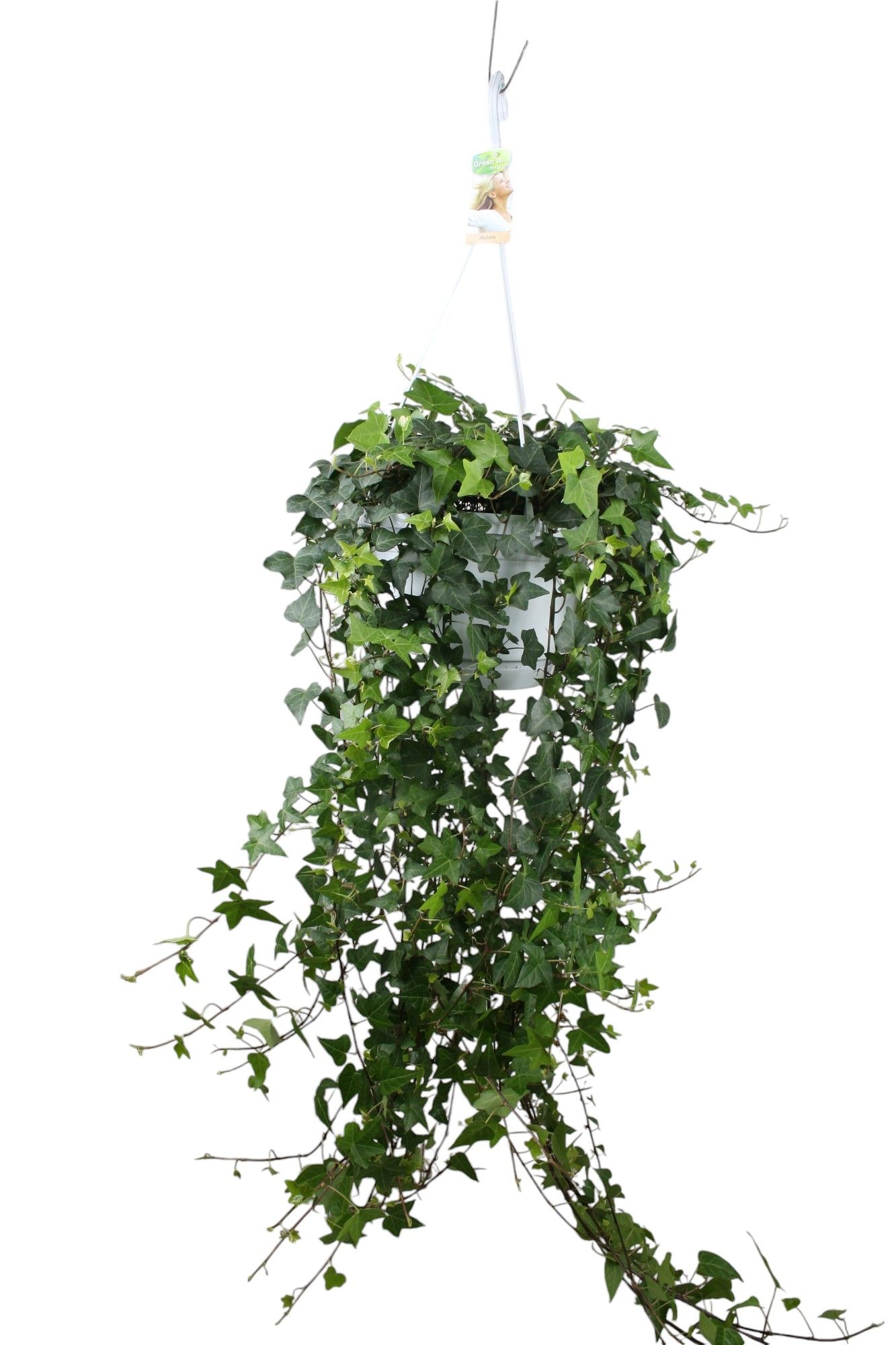 Горшечные цветы и растения оптом Hedera Helix Anna Hang/xxl от 1шт из Голландии с доставкой по России
