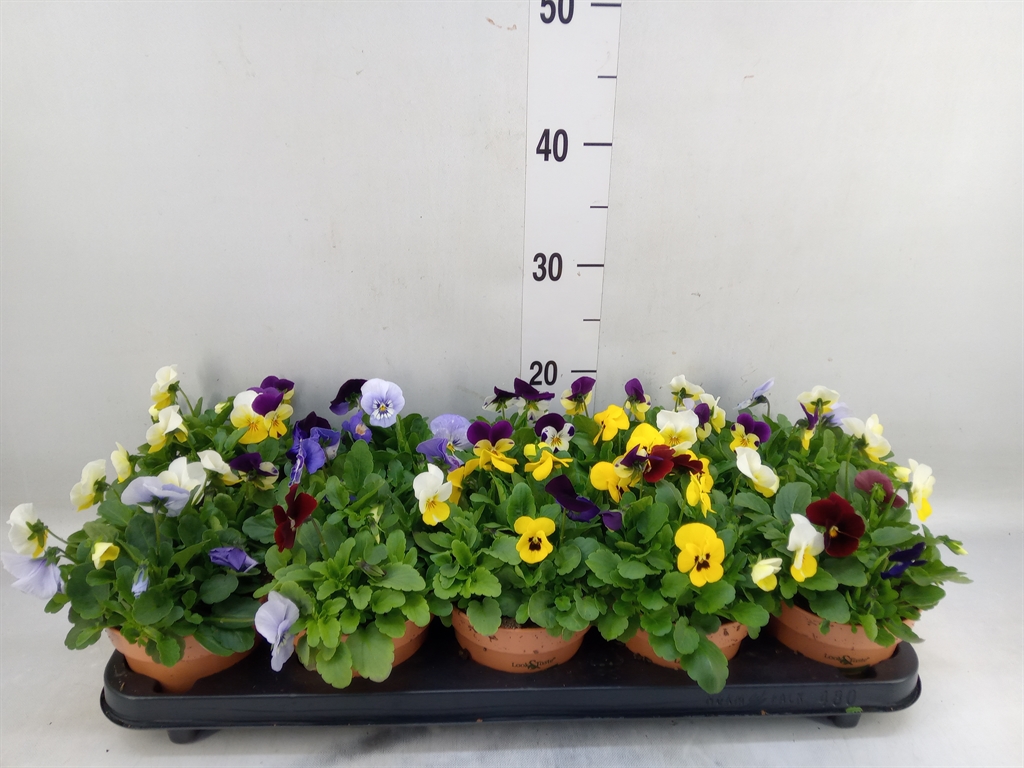 Горшечные цветы и растения оптом Viola Corn.   ...mix от 10шт (для телеги) из Голландии с доставкой по России