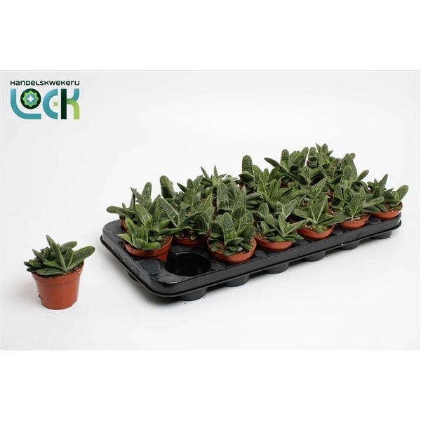 Горшечные цветы и растения оптом Gasteria Littel Worthy от 12шт (для телеги) из Голландии с доставкой по России