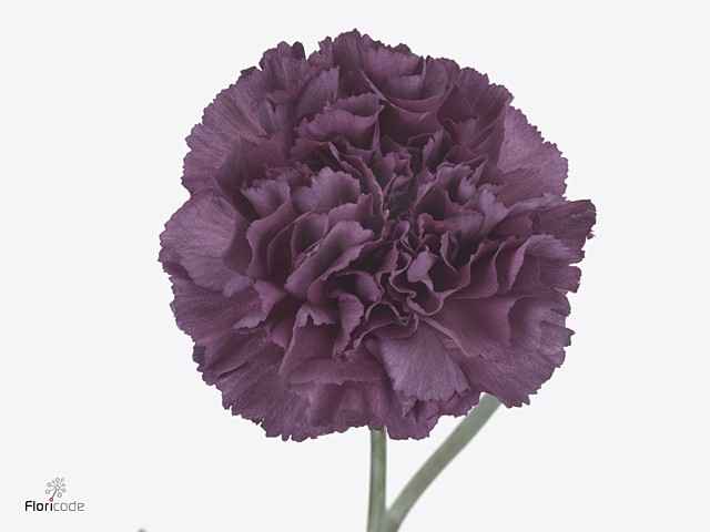 Срезанные цветы оптом Dianthus st extasis от 80шт из Голландии с доставкой по России