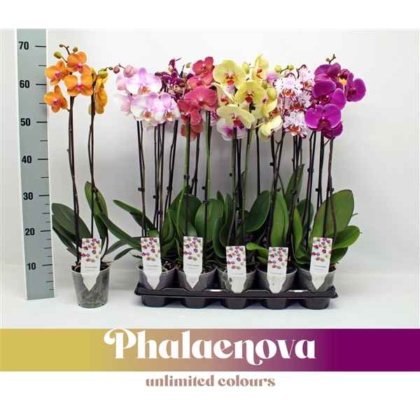Горшечные цветы и растения оптом Phal 2st Basic Mix 12+ (phalaenova) от 10шт из Голландии с доставкой по России