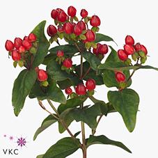 Срезанные цветы оптом Hypericum mag triumph от 125шт из Голландии с доставкой по России