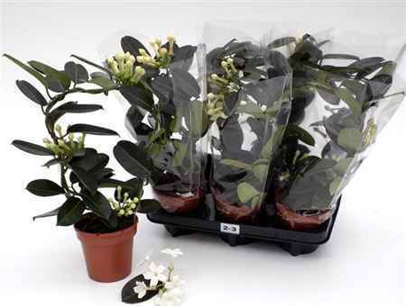 Горшечные цветы и растения оптом Steph Fl 2-3 Tros от 6шт из Голландии с доставкой по России