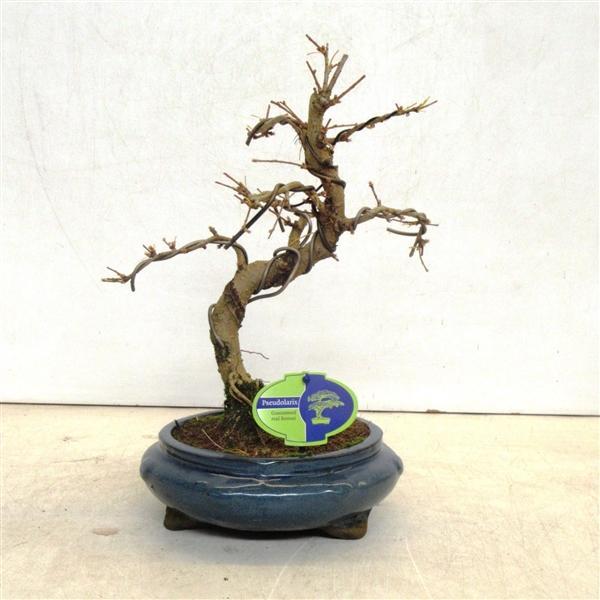 Горшечные цветы и растения оптом Bonsai Pseudolarix Amabilis Without от 2шт из Голландии с доставкой по России