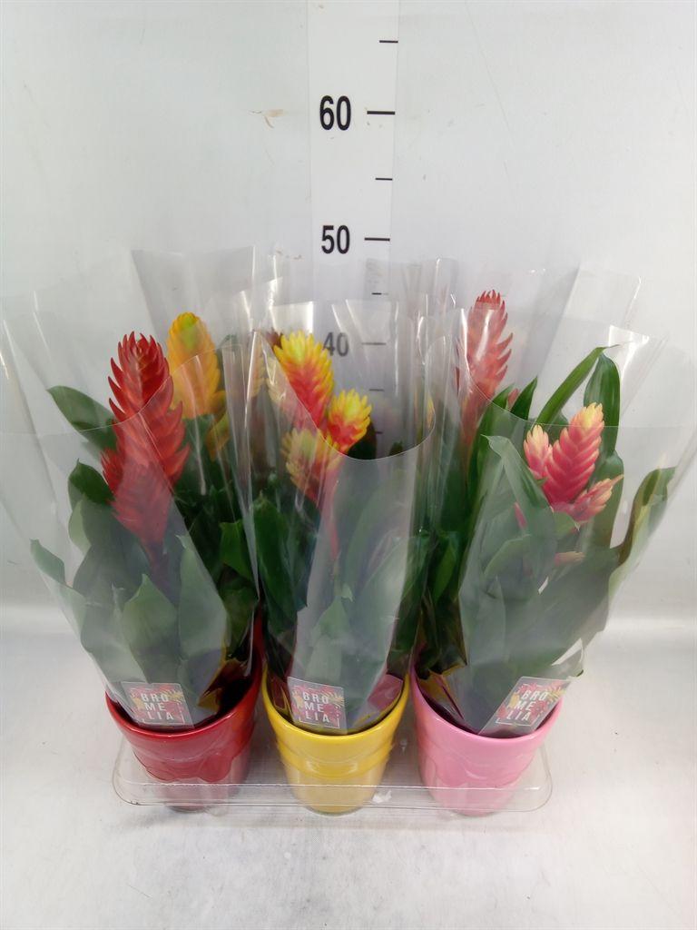 Горшечные цветы и растения оптом Vriesea   ...mix 6 от 6шт из Голландии с доставкой по России