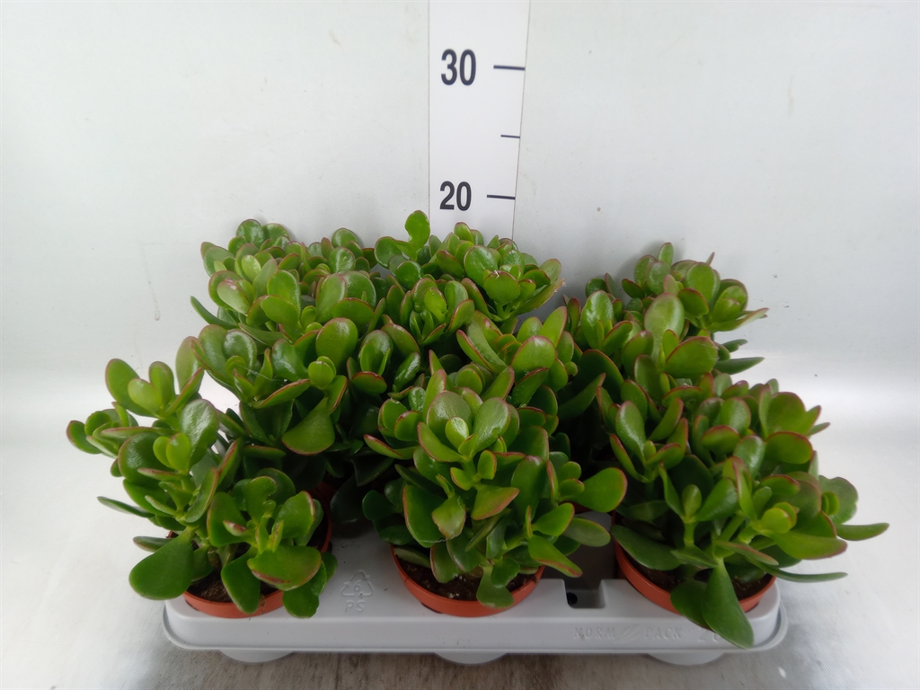 Горшечные цветы и растения оптом Crassula Ovata от 8шт из Голландии с доставкой по России