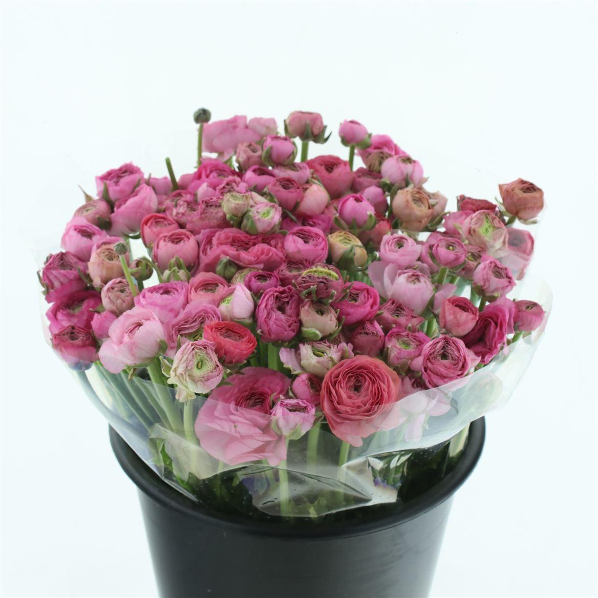 Срезанные цветы оптом Ranunculus elegance pink от 100шт из Голландии с доставкой по России