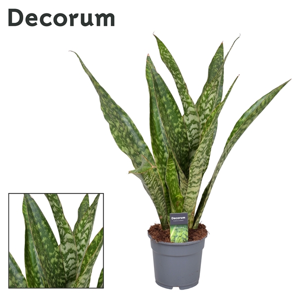 Горшечные цветы и растения оптом Sansevieria Aubrytniana Dragon (decorum) от 1шт из Голландии с доставкой по России